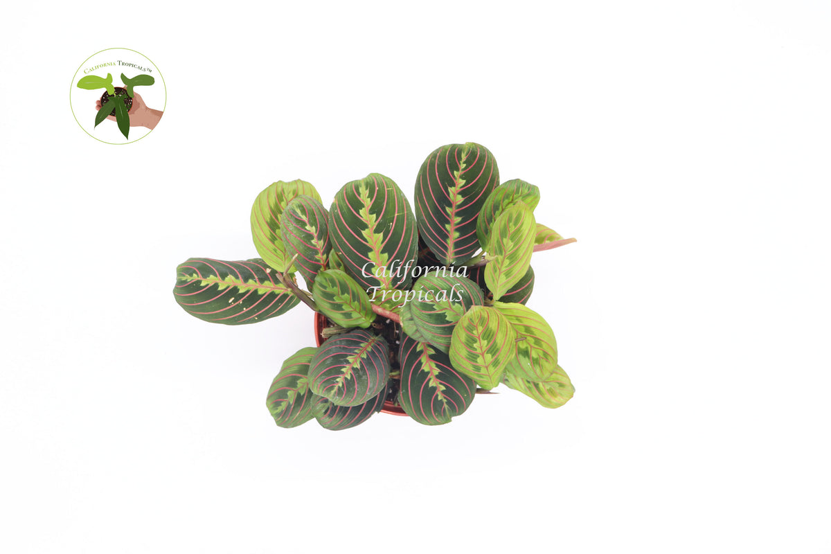 Red Maranta Prayer Plant 6 inch, low-light houseplant displayed in a hanging basket