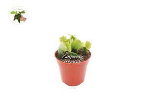 Rose Christmas Cactus - 4'' from California Tropicals