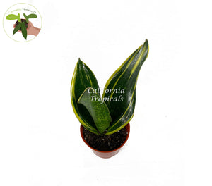Sansevieria Gold Flame - 6" from California Tropicals