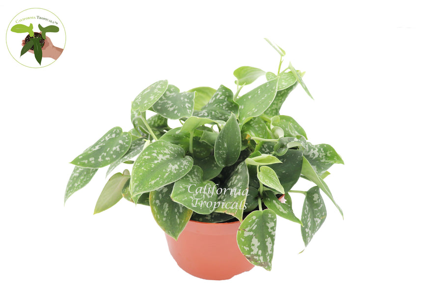 Satin Pothos Scindapsus Pictus Argyraeus in a 6 inch pot