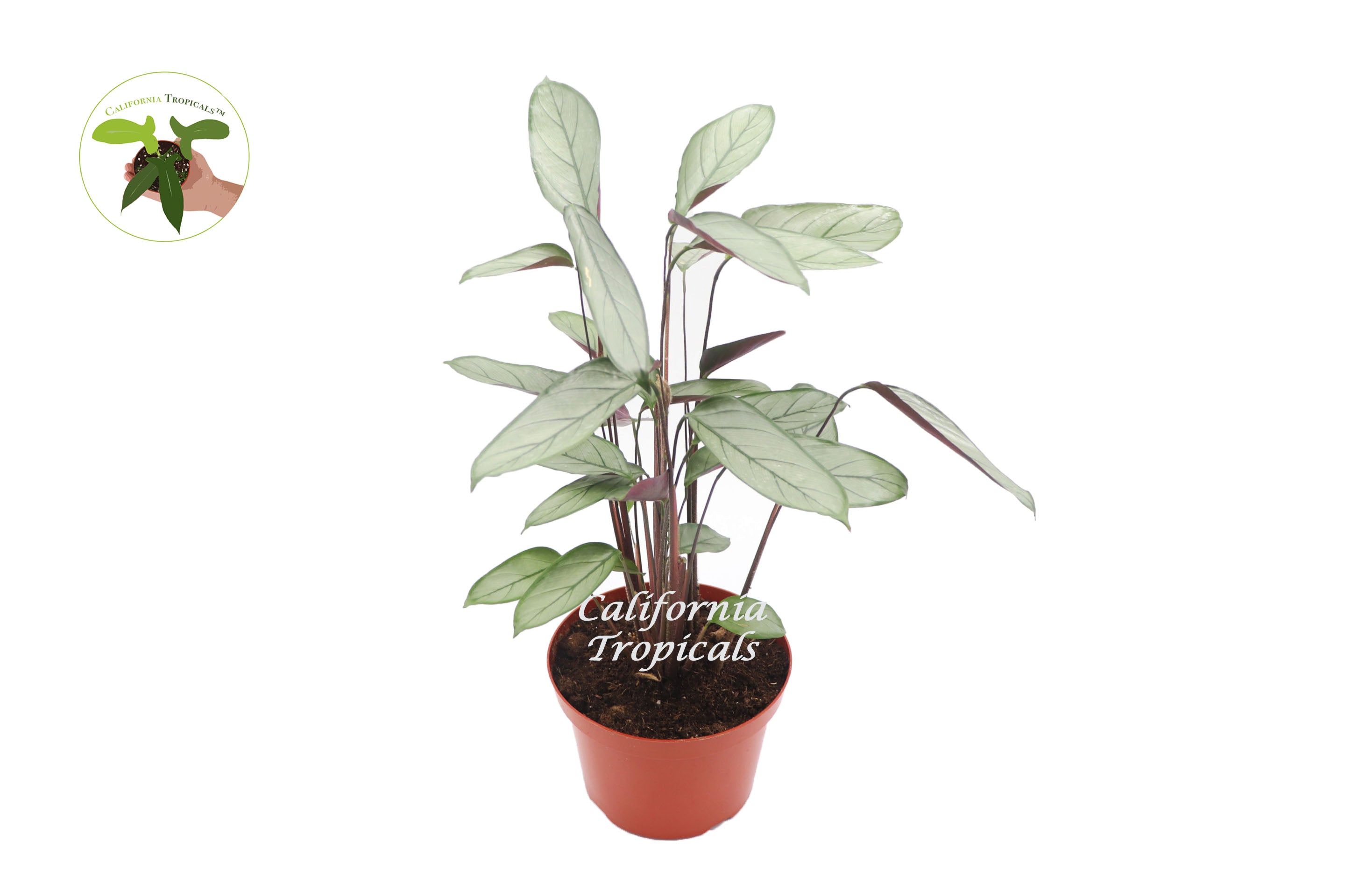 Calathea Setosa Grey Star