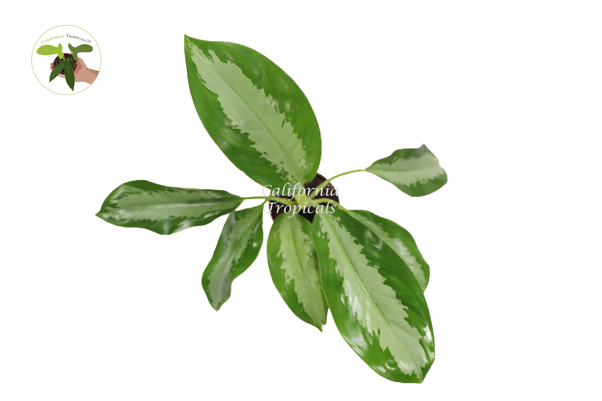 aglaonema silver moon Aglaonema Silver Moon