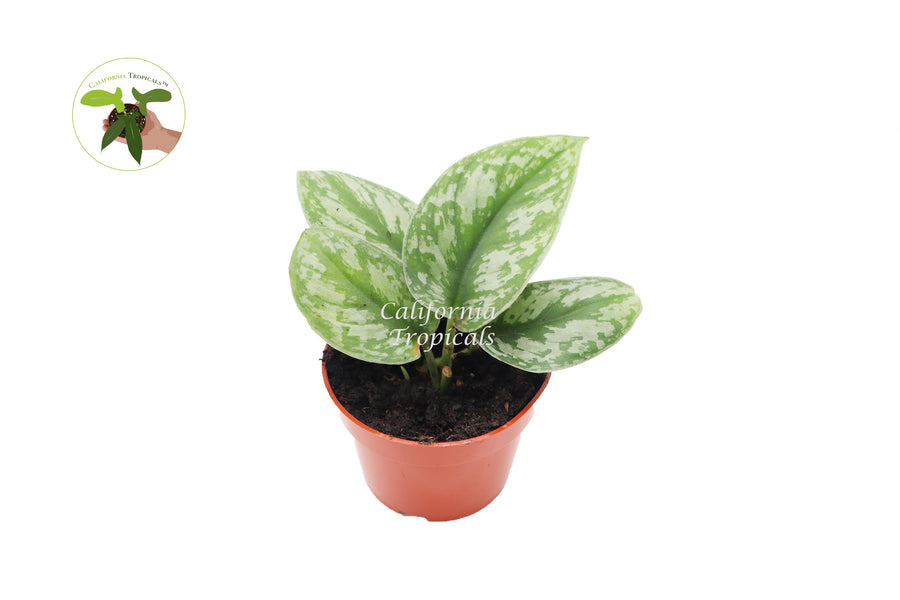 Silver Splash Pothos in a 4 inch nursery pot