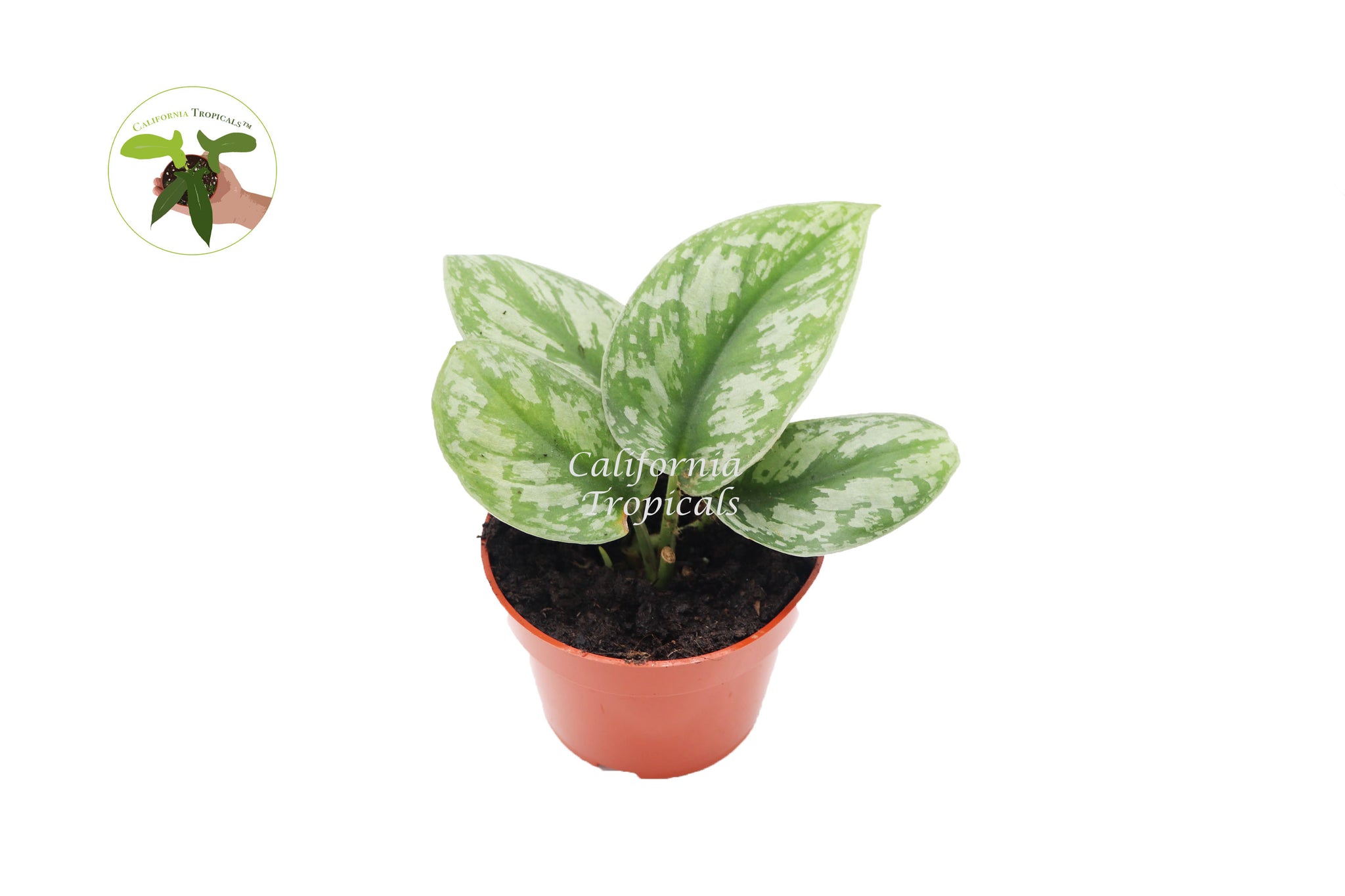 pothos silver splash Silver Splash Pothos