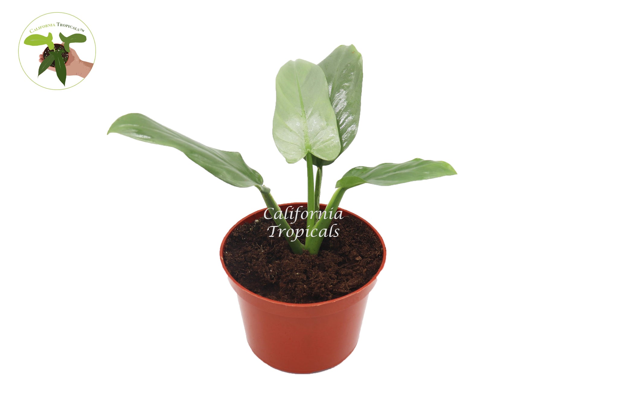 Philodendron Silver Sword - 6" from California Tropicals