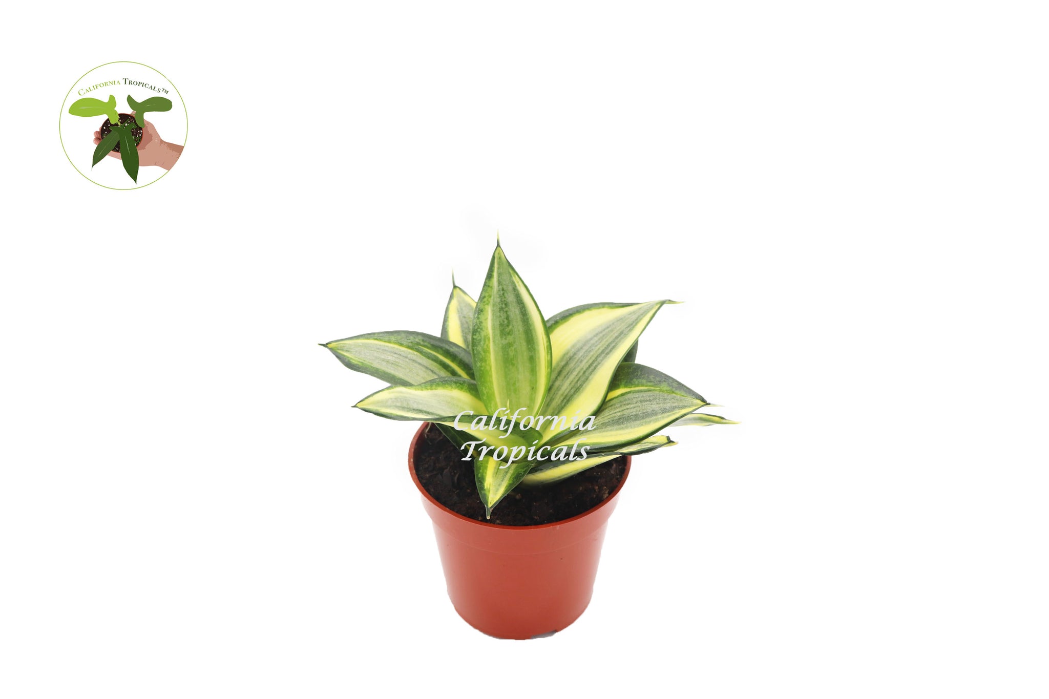 sansevieria sol Sansevieria Sol Radiante