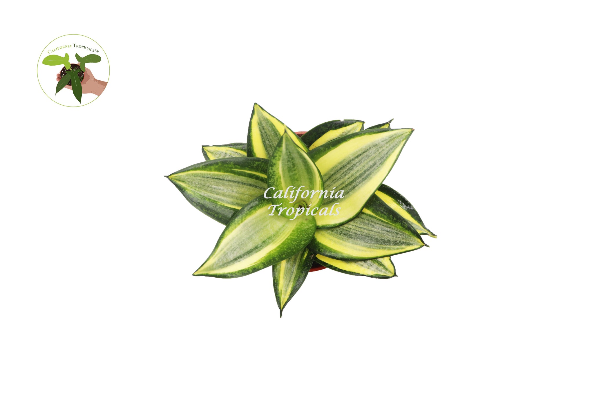 sansevieria sol Sansevieria Sol Radiante