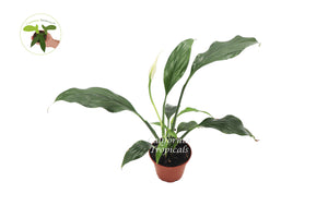 Peace Lily - 2'' from California Tropicals