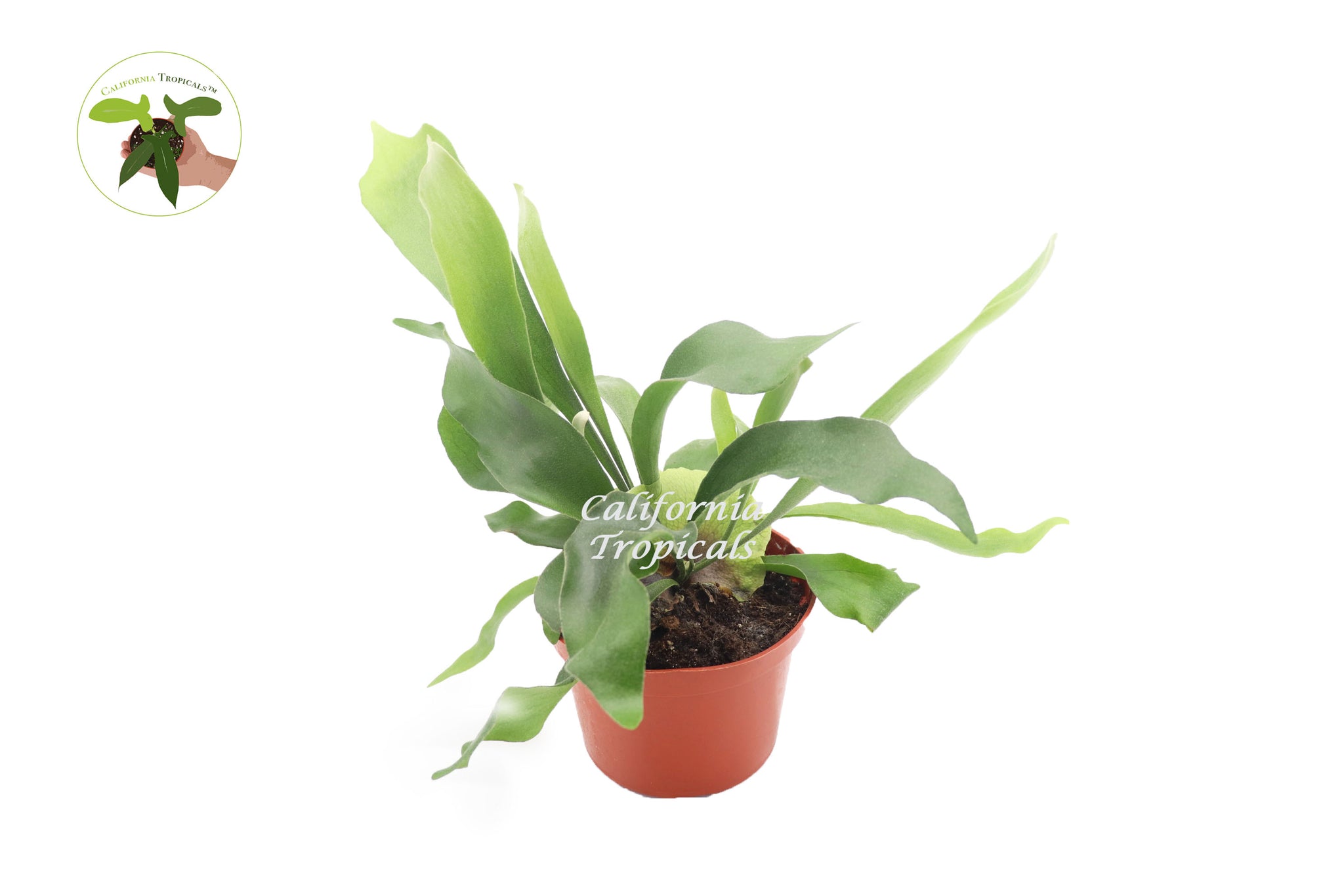 california hanging plants Staghorn Fern (Hanging Plant)