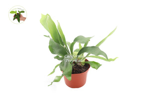 Staghorn Fern (Hanging Plant) - 6'' from California Tropicals