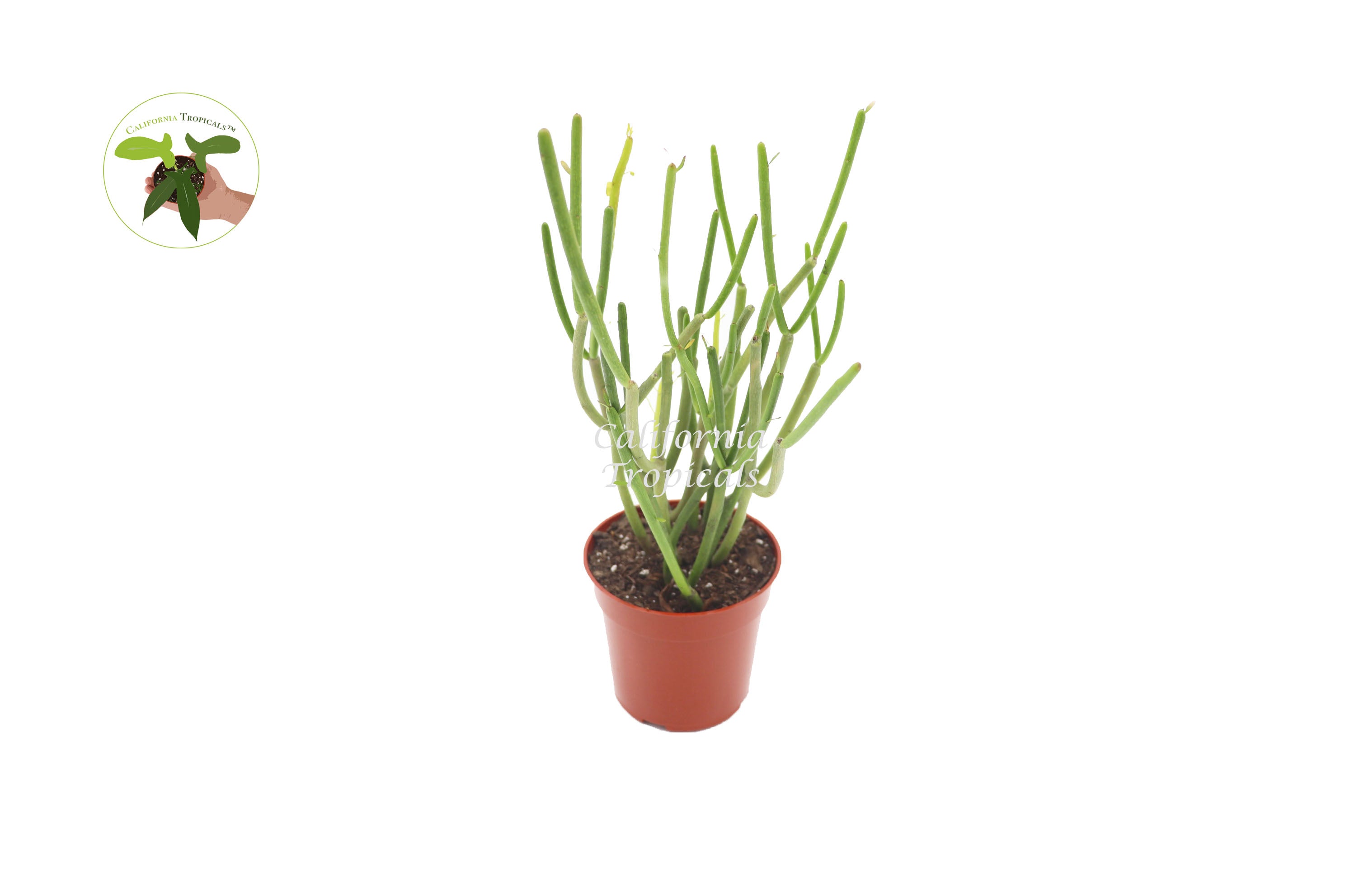 fire tree succulent Euphorbia Tirucalli 'Sticks on Fire' Succulent-4'' – California Tropicals
