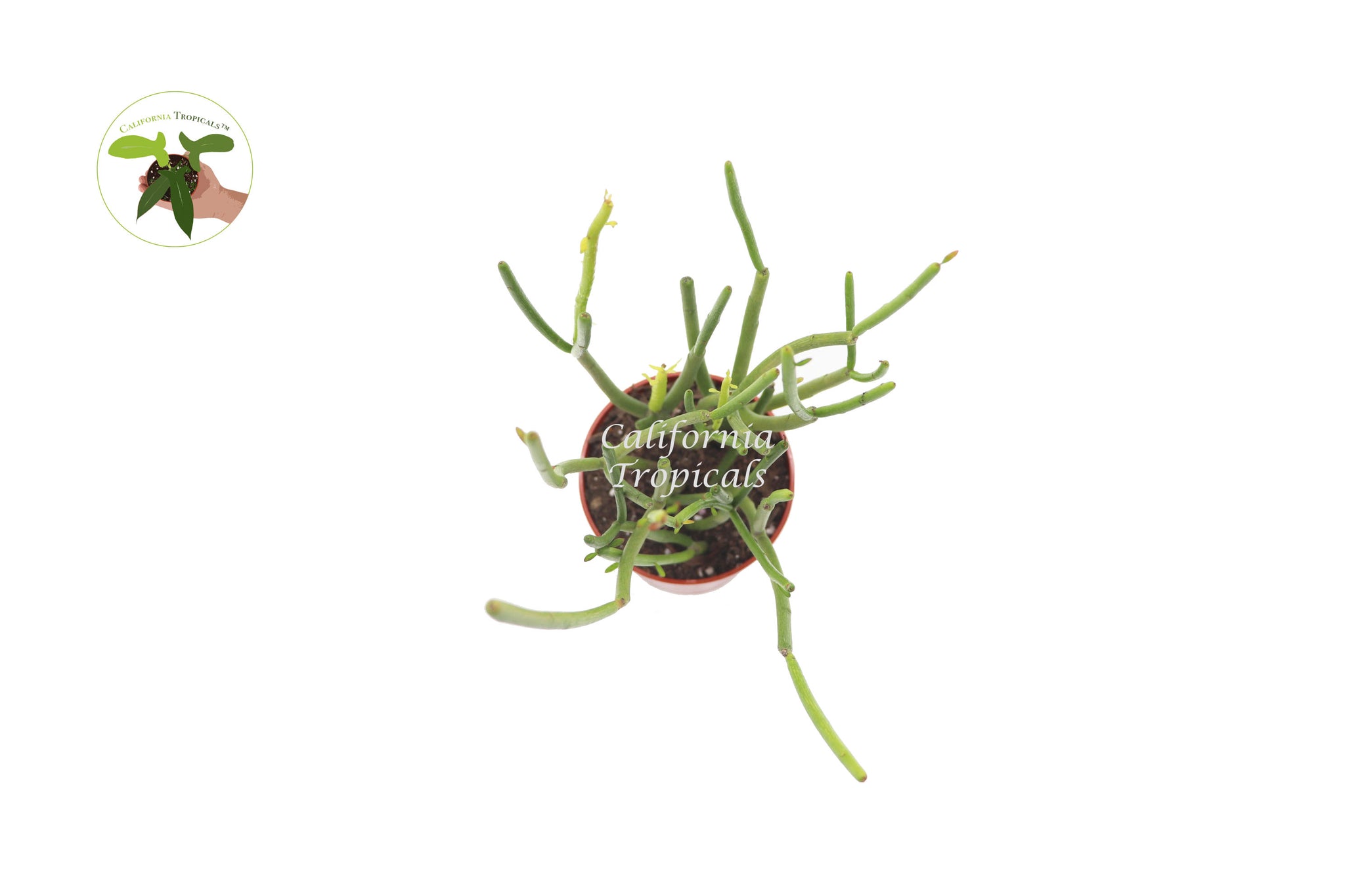 Euphorbia Tirucalli 'Sticks on Fire' Succulent-4''