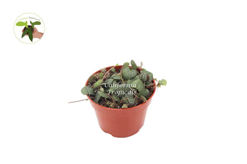 String of Hearts Plant (Non-Variegated) - 4''  from California Tropicals