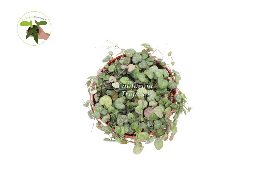 Potted String of Hearts, 6 inch pot, bright indirect light ideal for home or office decor