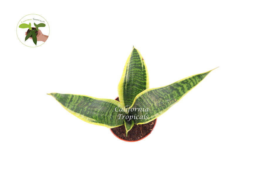 Potted Sansevieria Superba 4 inch upright foliage plant