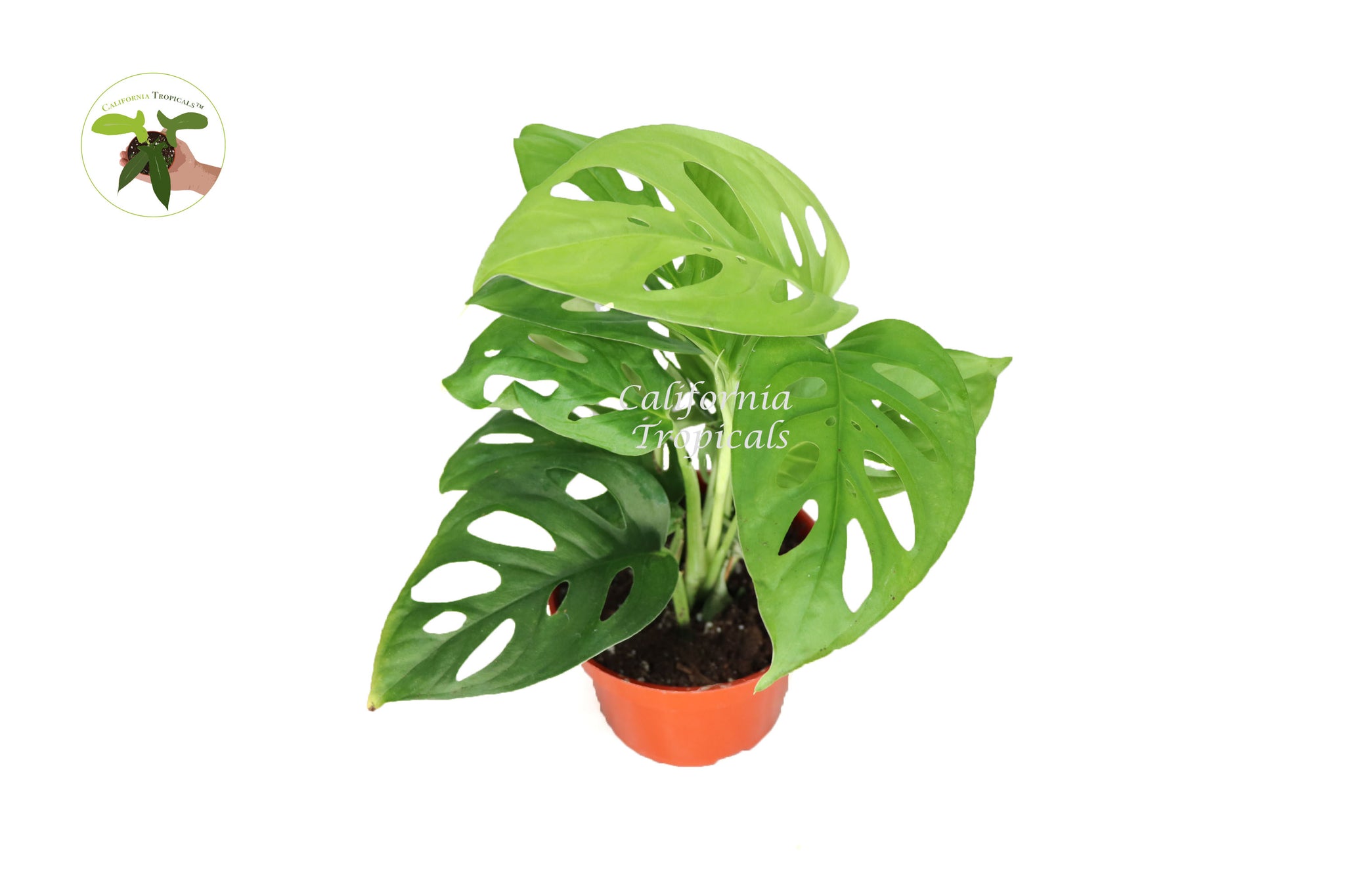monstera plant california Monstera Adansonii