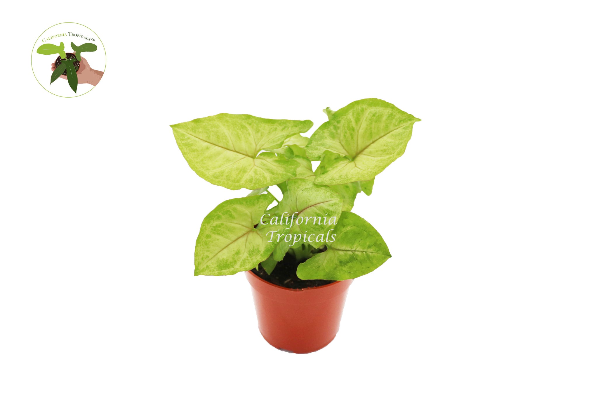 Syngonium Gold Allusion - 4'' from California Tropicals