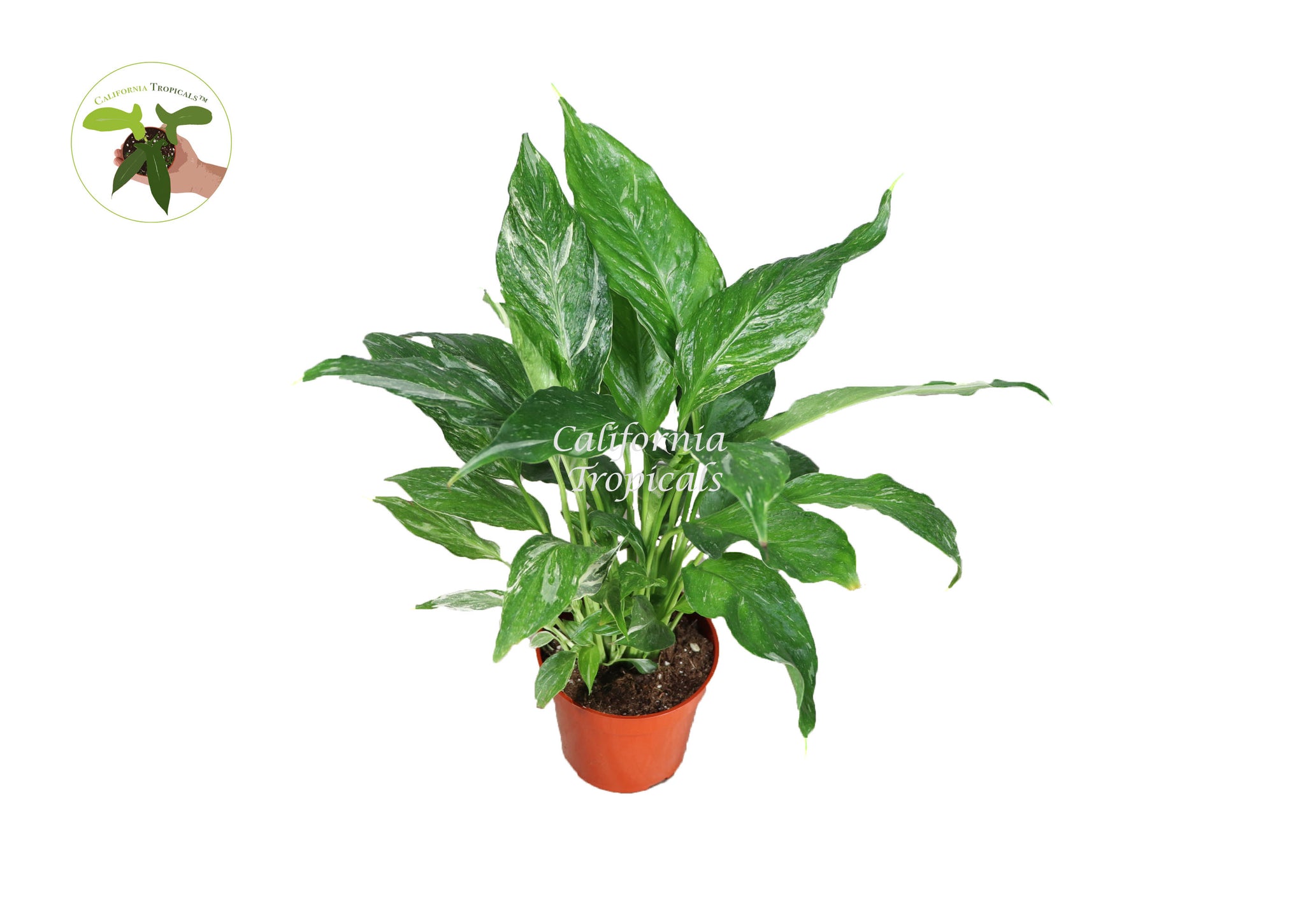 Spathyphyllium Domino - Variegated Peace Lily - 4'' from California Tropicals