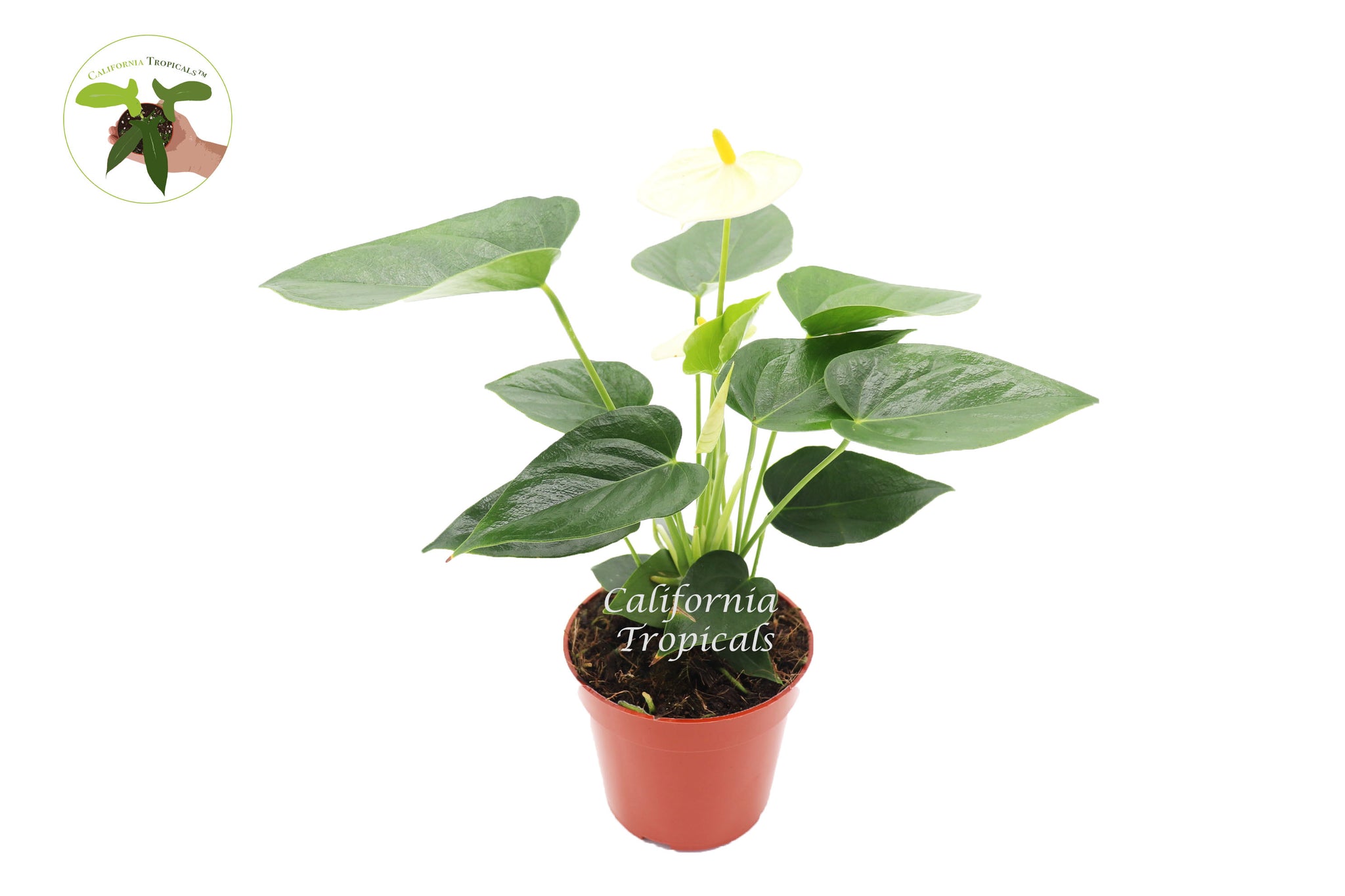 Vanilla Anthurium  - 4" from California Tropicals