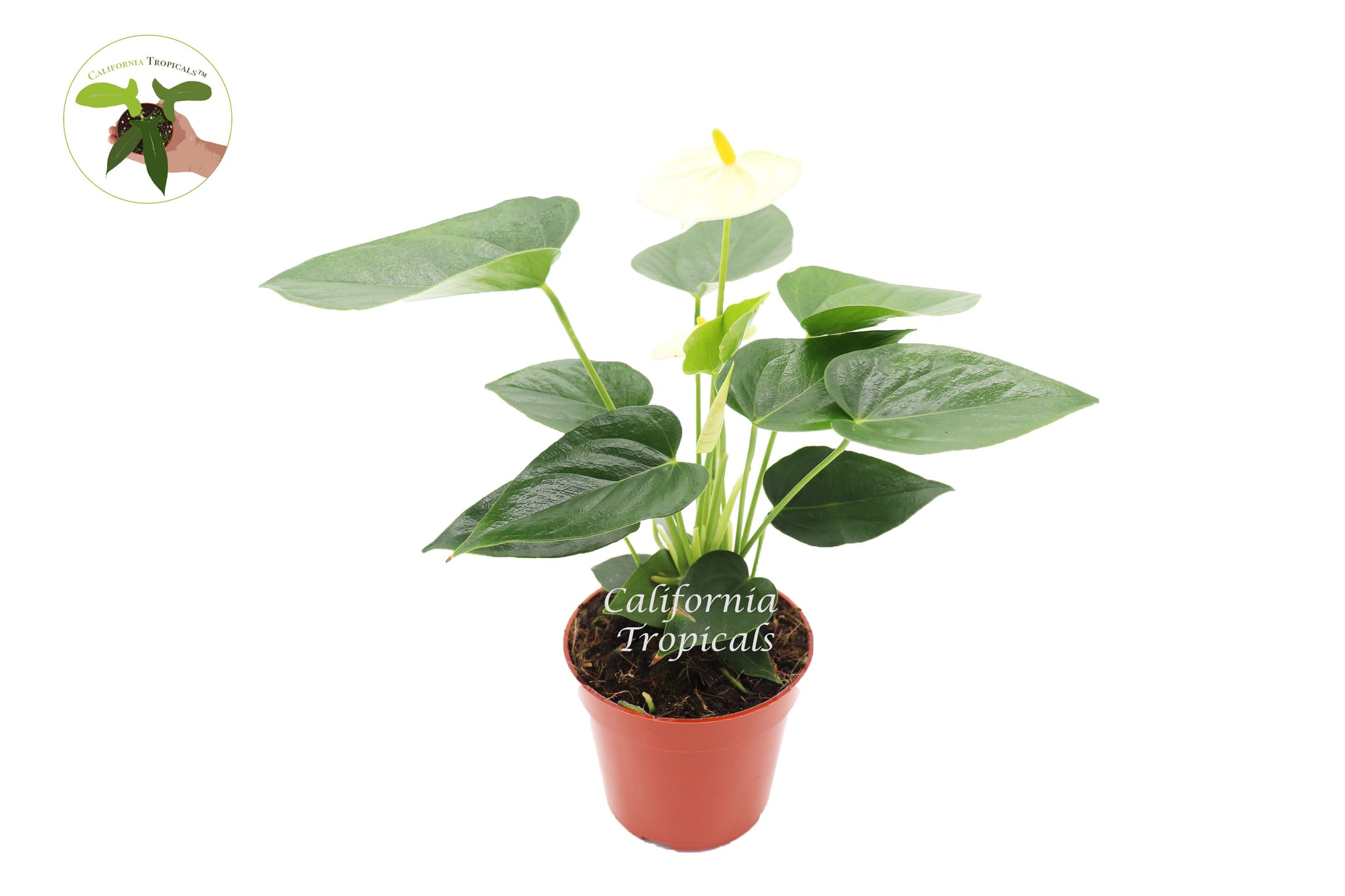 anthurium vanilla Vanilla Anthurium