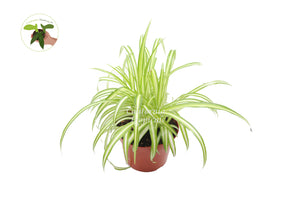 Ocean Spider Plant - 8'' from California Tropicals