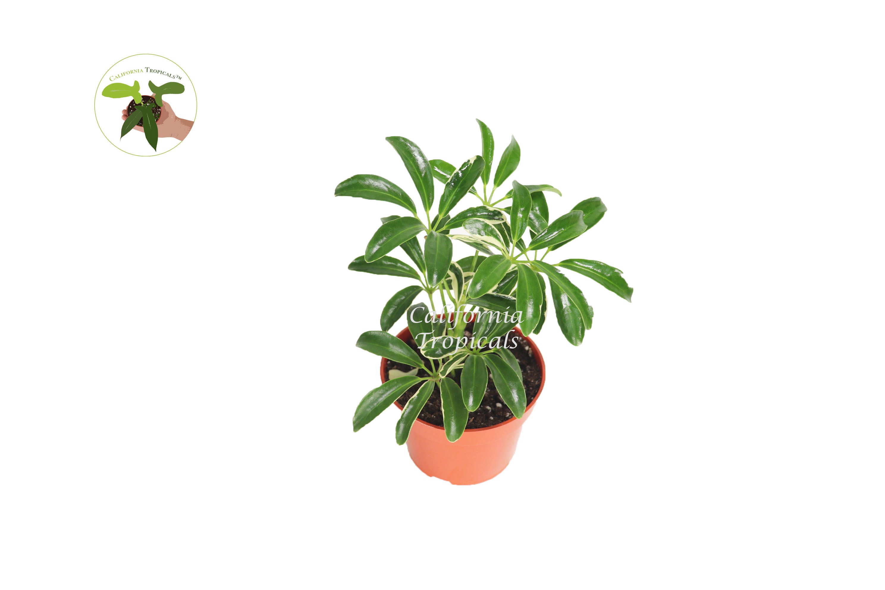 Schefflera Arboricola 'Umbrella Plant' Variegated'