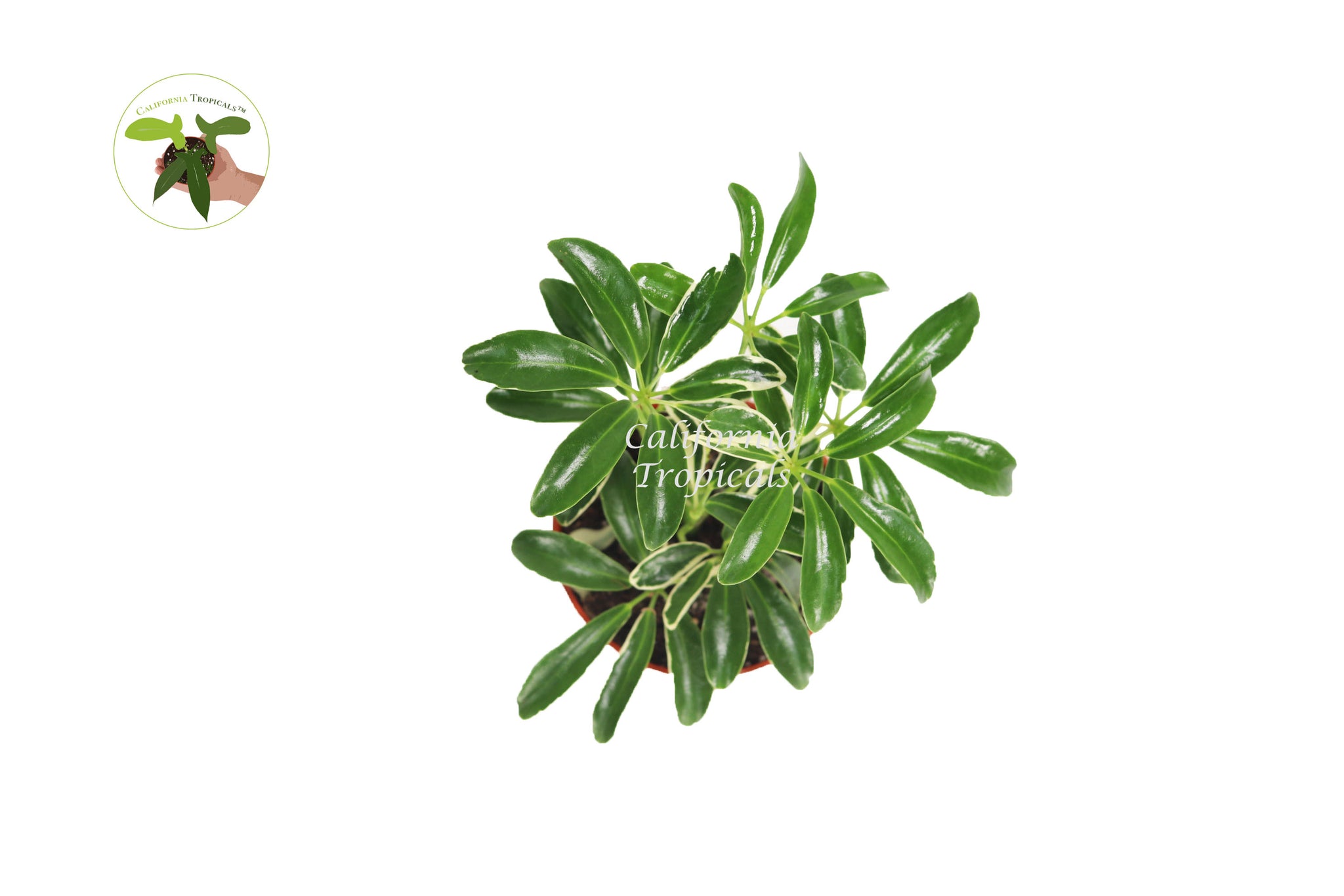 Schefflera Arboricola 'Umbrella Plant' Variegated' - 4'' from California Tropicals