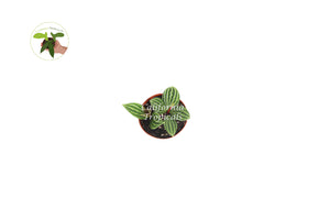 Peperomia Tetragona (Watermelon Stilt) -2'' From California Tropicals