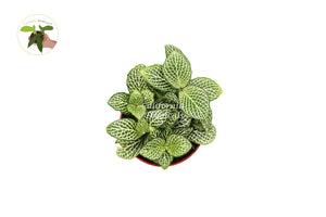 White Nerve Fittonia - 4" from California Tropicals