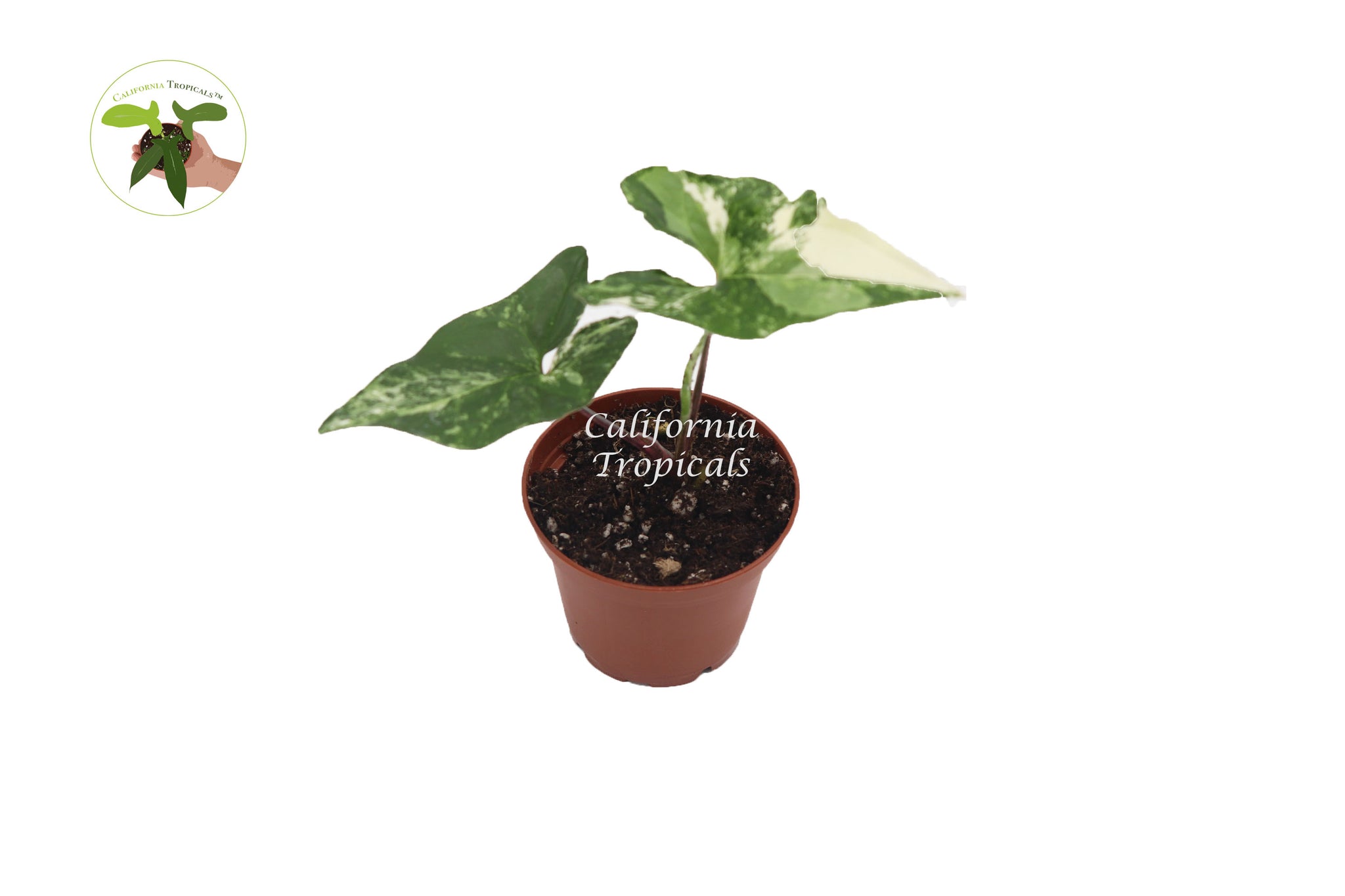 Syngonium Podophyllum Albo-Variegatum-2'' California Tropicals