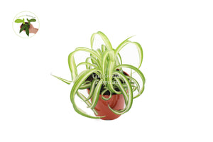 Bonnie Curly Spider Plant - 4'' from California Tropicals