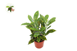 Gold Dust Croton - 4'' from California Tropicals