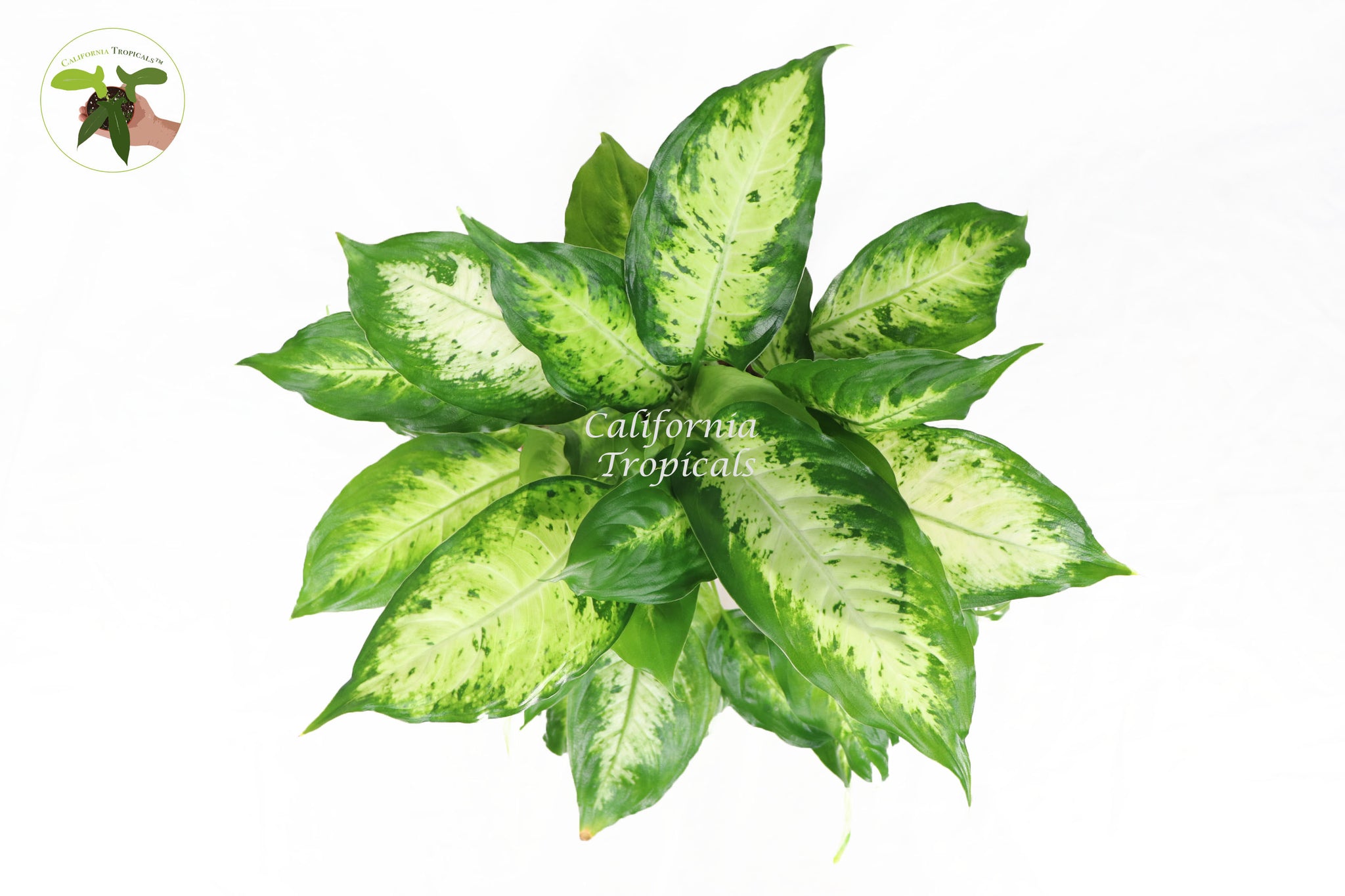 dieffenbachia compacta Dieffenbachia Compacta
