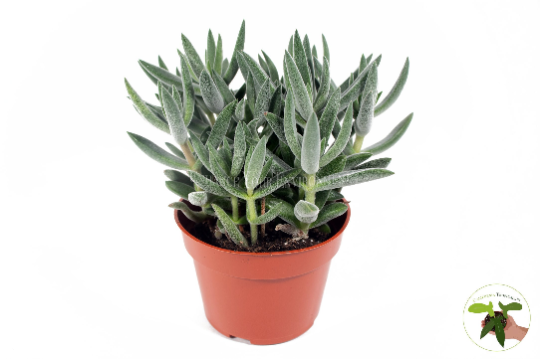 Crassula Mesembryanthemoides - 4'' from California Tropicals