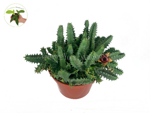 Huernia Cactus - 6’’ from California Tropicals