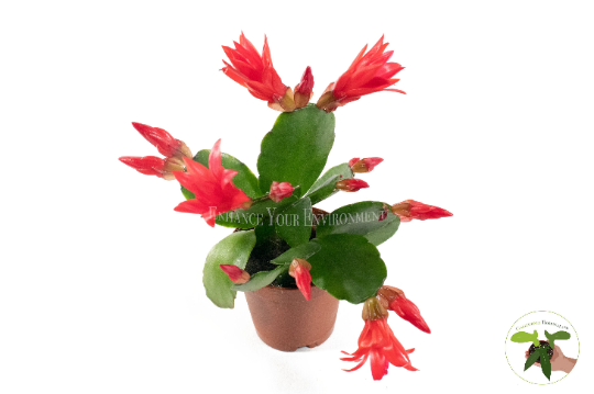 Red Spring Cactus - 2'' from California Tropicals…