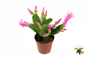 Prink Spring Cactus - 2'' from California Tropicals…