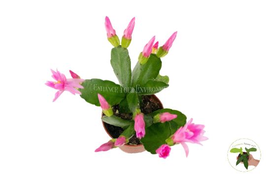 Prink Spring Cactus - 2'' from California Tropicals…
