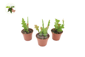 Fishbone Cactus (Three Plant Combo) - 2'' from California Tropicals