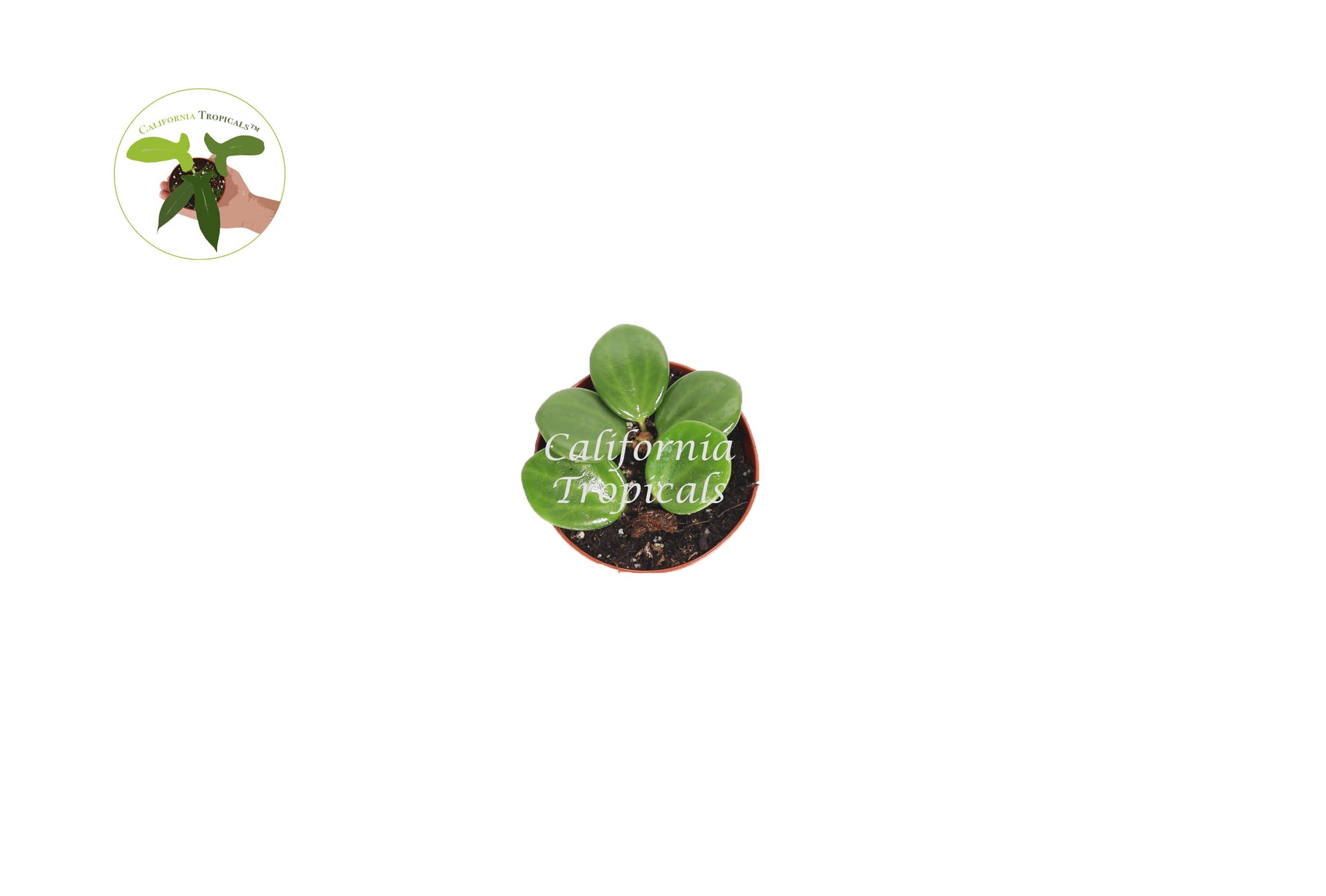 Peperomia Hope - 2'' from California Tropicals