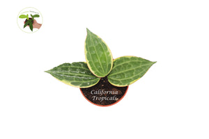 Hoya Macrophylla variegated - 4"  from California Tropicals
