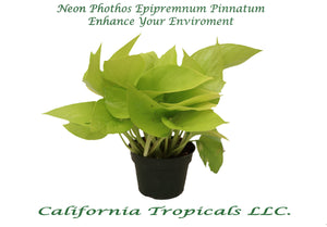 Pothos Neon 4" from California Tropicals