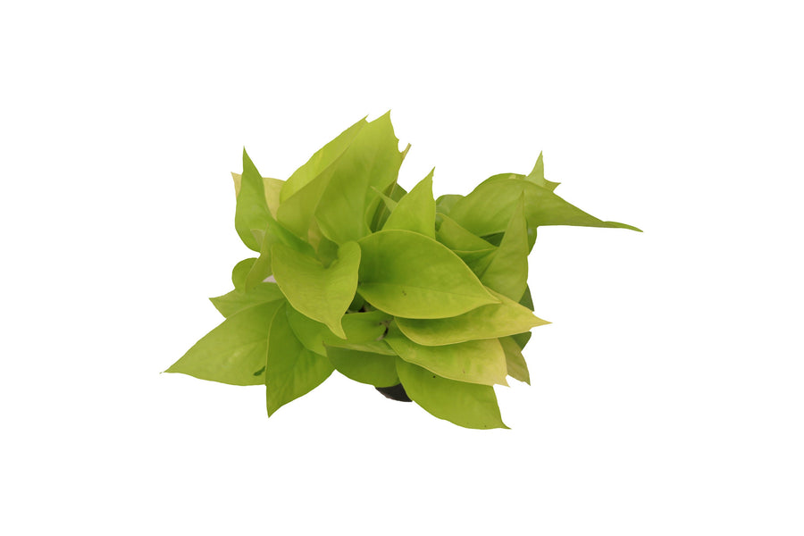Neon Pothos 4 inch potted specimen ready for low-light indoor spaces