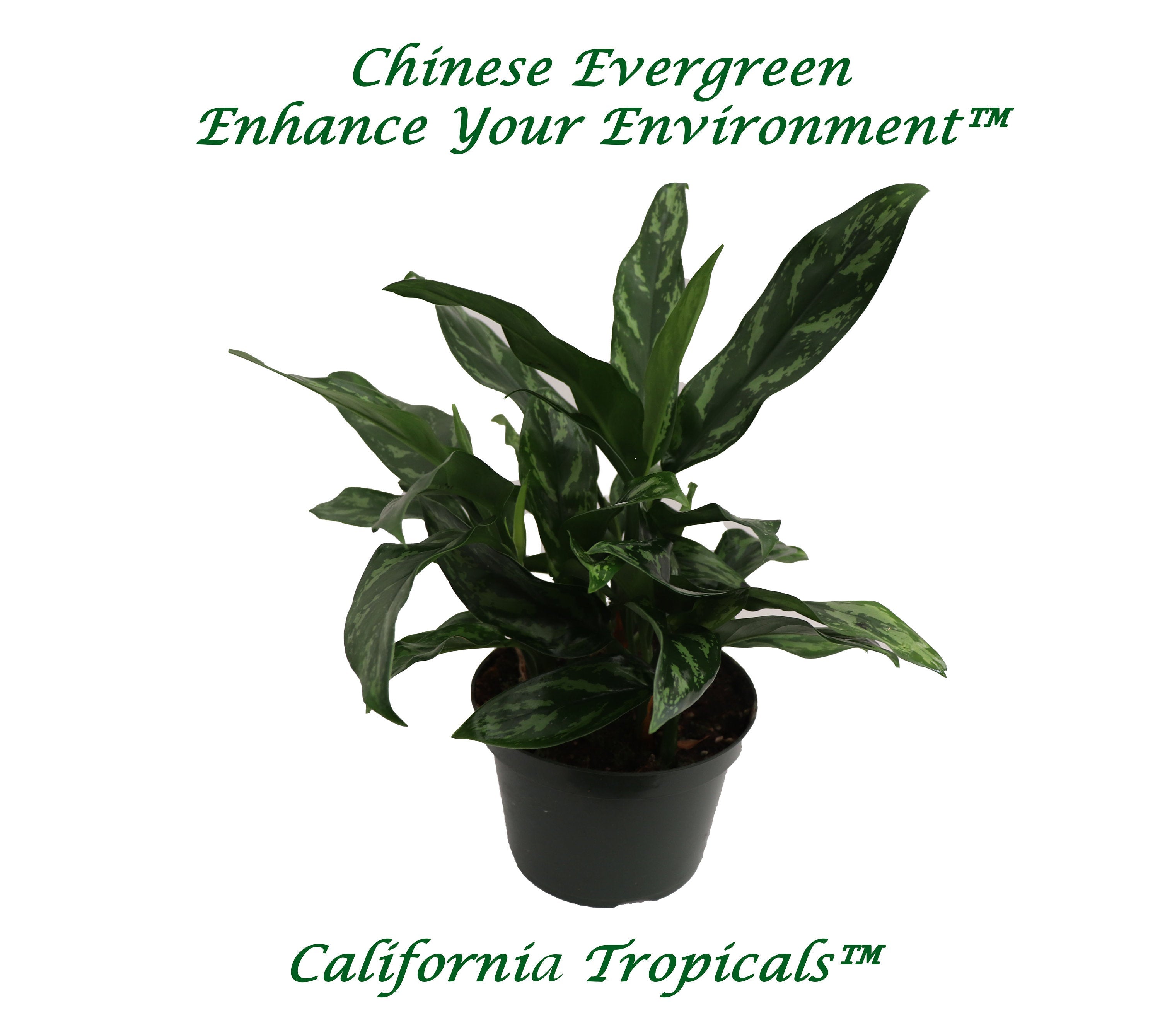 california tropicals aglaonema chinese evergreen Chinese Evergreen
