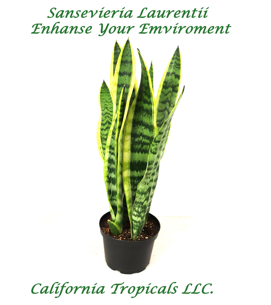 Sansevieria Laurentii in a 6 inch nursery pot, upright foliage plant.