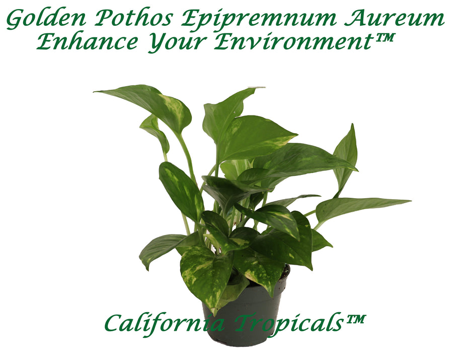 Golden Pothos (Epipremnum Aureum) in a 4 inch nursery pot, trailing foliage ready for home display.