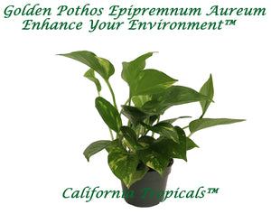 Golden Pothos (Epipremnum Aureum) - 4'' from California Tropicals