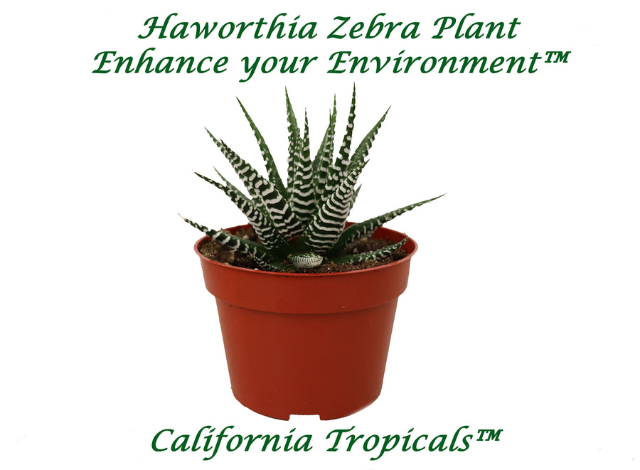 Haworthia Zebra succulent plant in a 4 inch pot, showing rosette of dark green leaves with white stripes