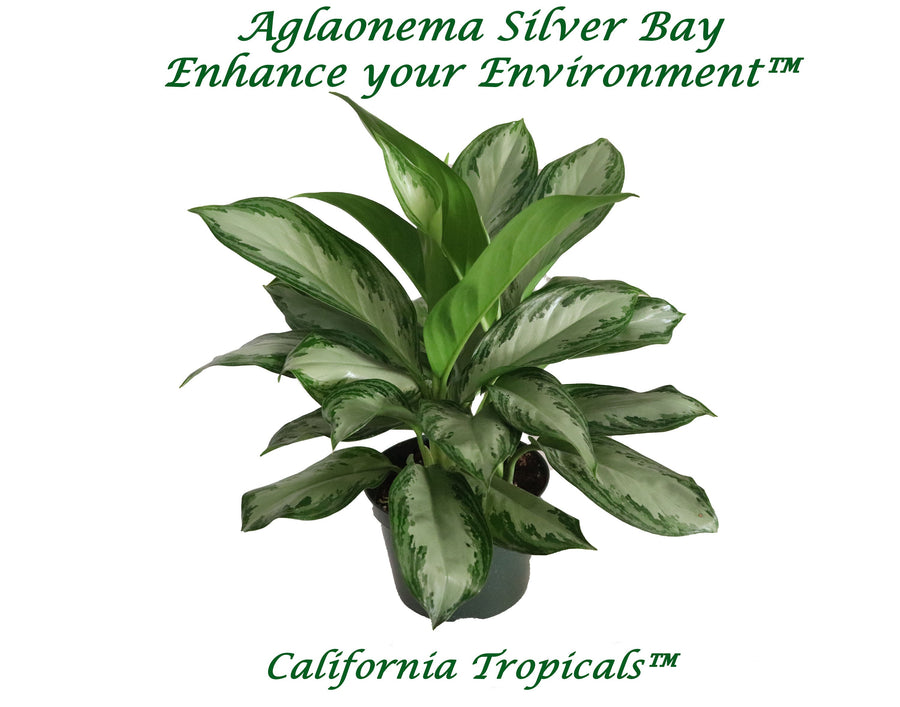 Aglaonema Silver Bay in a 6 inch nursery pot, upright foliage