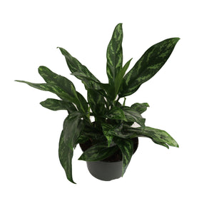 Chinese Evergreen - 6" from California Tropicals